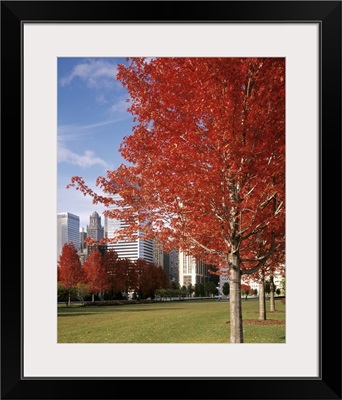 Illinois, Chicago, Millennium Park, Trees in a park during Autumn