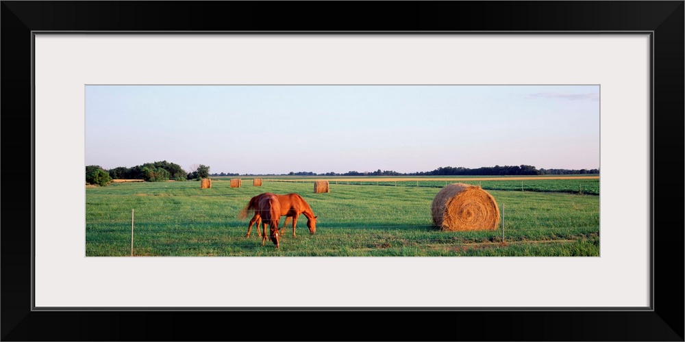 Illinois, Marion County, horses and hay