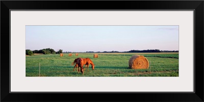 Illinois, Marion County, horses and hay