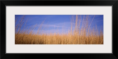 Illinois, Marion County, prairie grass