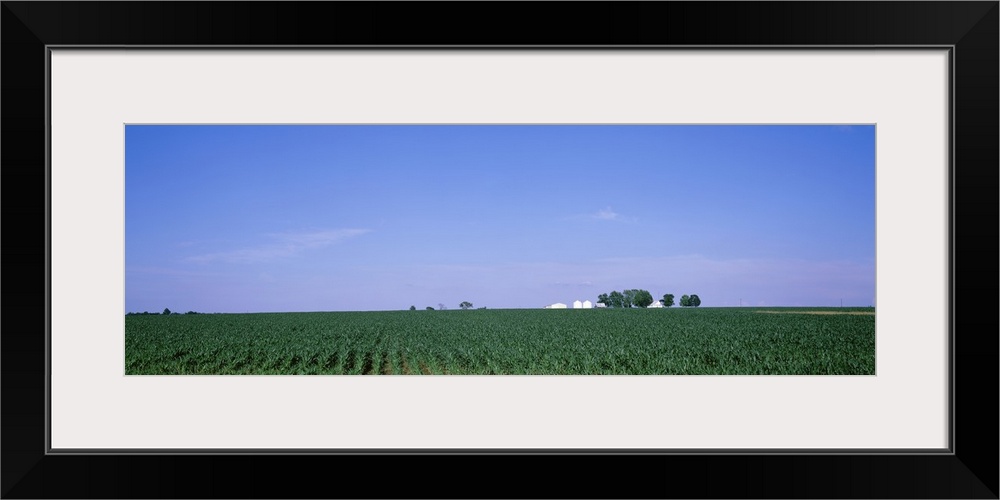 Illinois, Marion County, View of a corn field