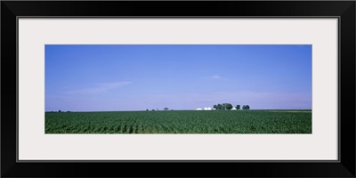 Illinois, Marion County, View of a corn field