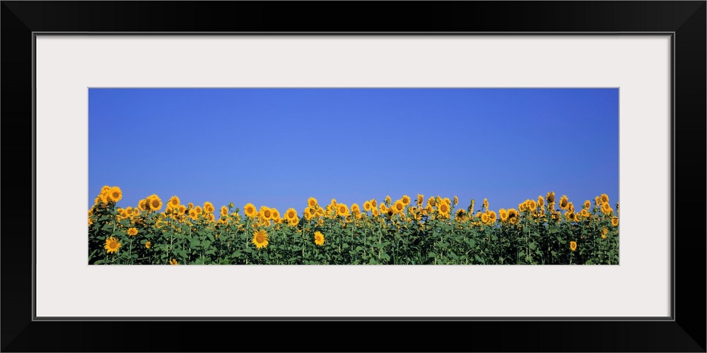 Illinois, Marion County, View of blossoms in a Sunflower field