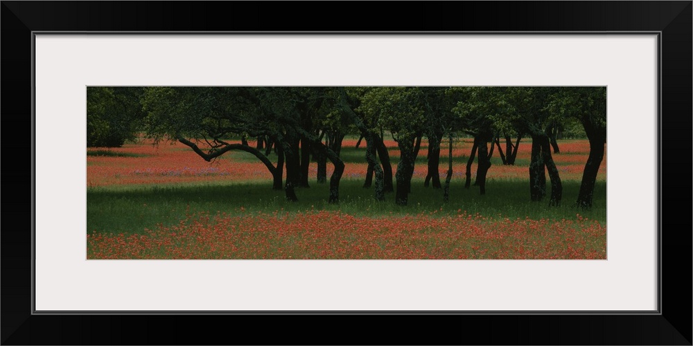 Indian paintbrush flowers and Oak trees in a park, Texas