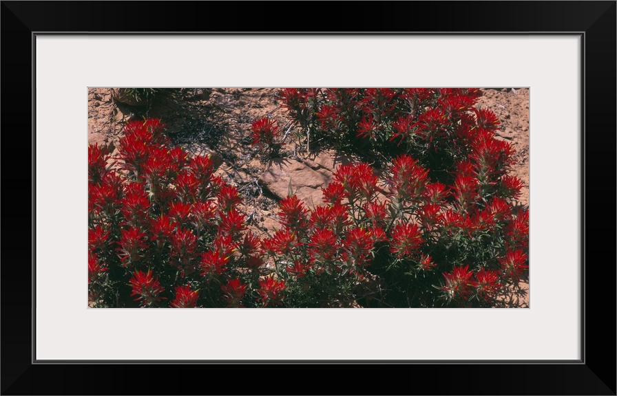 Panoramic photograph of flower meadow in desert.
