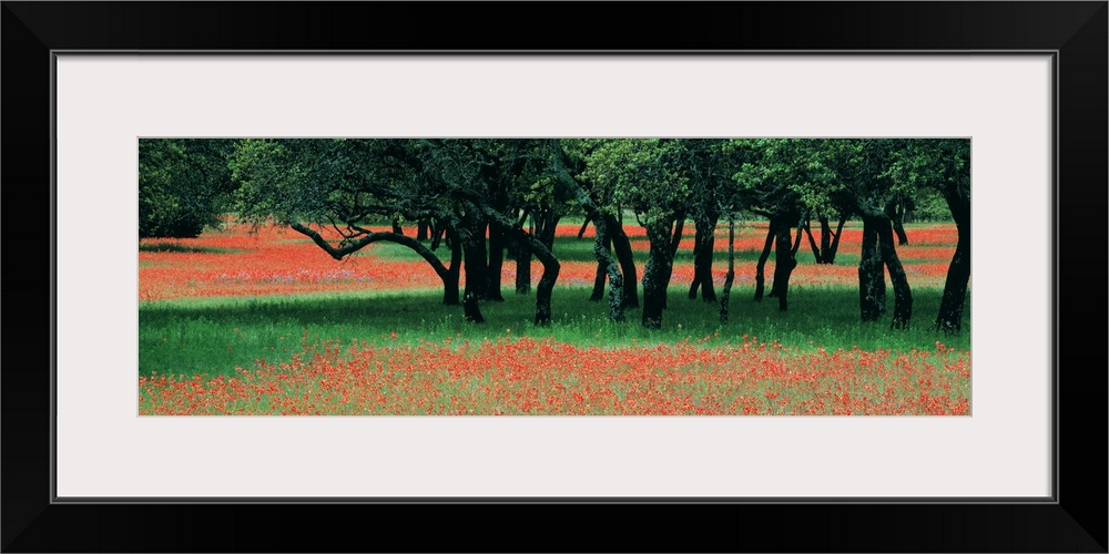 This is a panoramic photograph of wildflowers growing in a field surrounding a small cluster of trees.