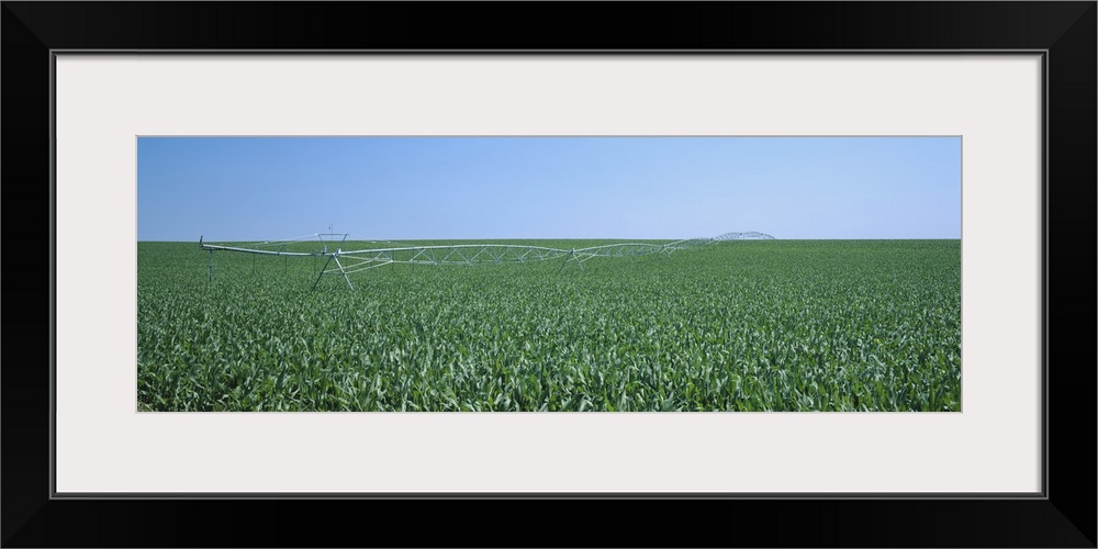 Irrigation pipeline in a corn field, Kearney County, Nebraska