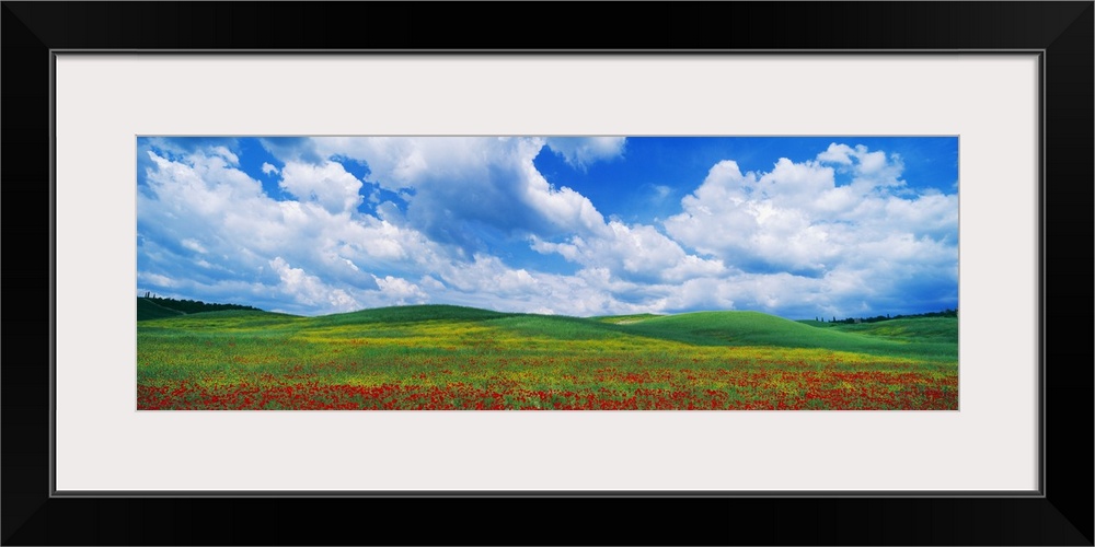 Panoramic view of an open field full of bright poppy flowers under a wide open sky with lots of puffy clouds in Europe.