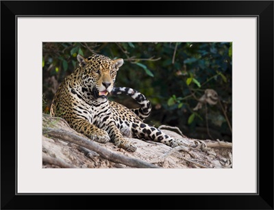 Jaguar Panthera onca snarling Three Brothers River Meeting of the Waters State Park Pantanal Wetlands Brazil