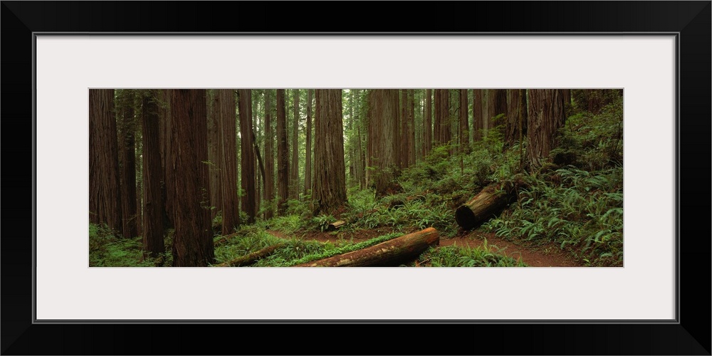 Wide angle photograph taken in a thick forest with large tree trunks that sit on a hill.