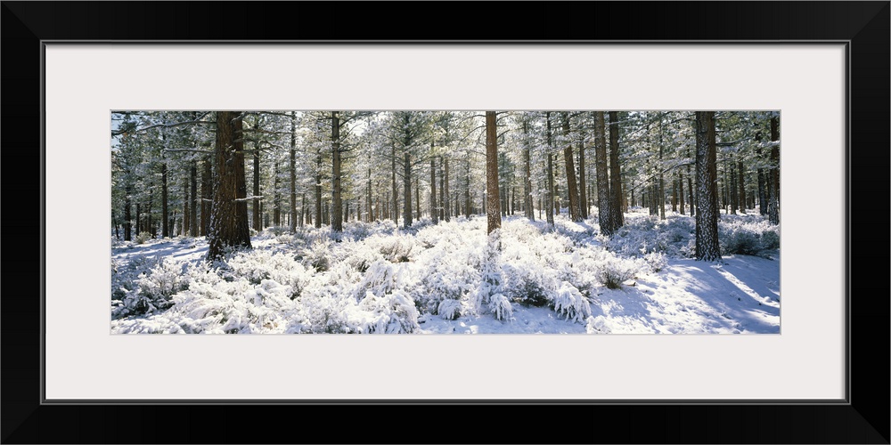 Jeffrey pine trees in a forest, Mono County, California