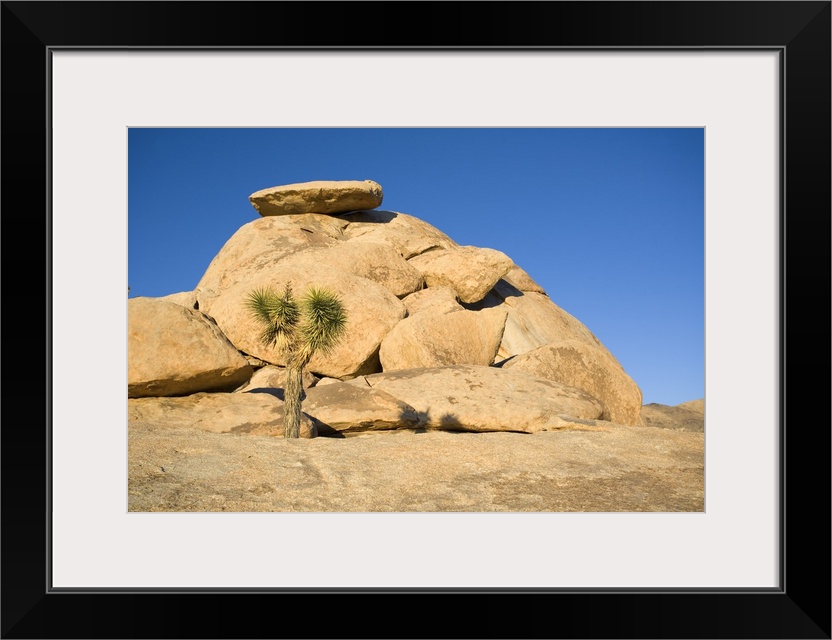 Joshua Tree In Front Of Rock