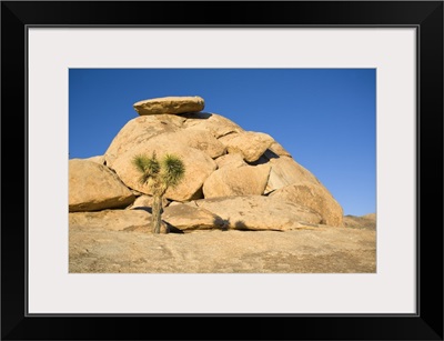 Joshua Tree In Front Of Rock