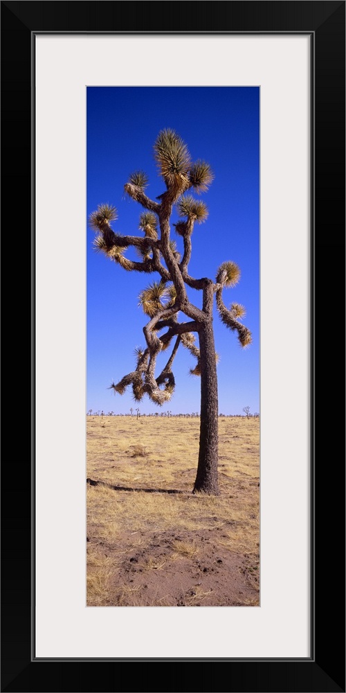 Joshua tree (Yucca brevifolia) in a field, California