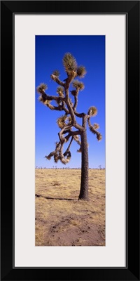 Joshua tree (Yucca brevifolia) in a field, California