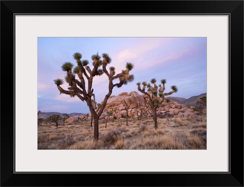 Joshua Trees