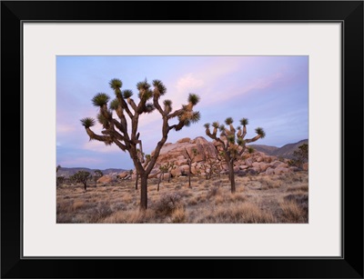 Joshua Trees