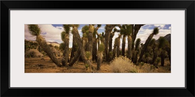 Joshua trees in a landscape, Walker Pass, Kern County, California