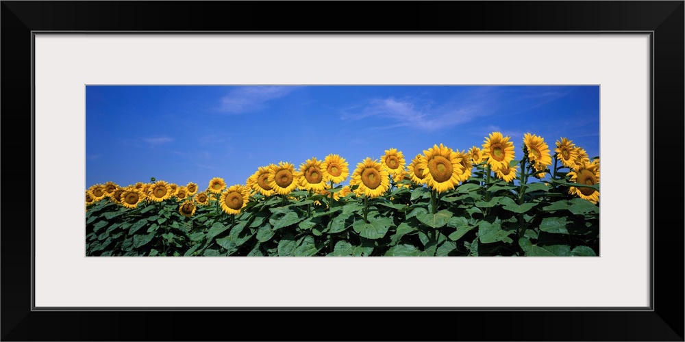 A row of tall sun flowers extending their broad leaves and following the sun against a clear blue sky.