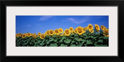 Kansas, Bogue, sunflowers