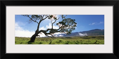 Koa tree on a landscape, Mauna Kea, Big Island, Hawaii