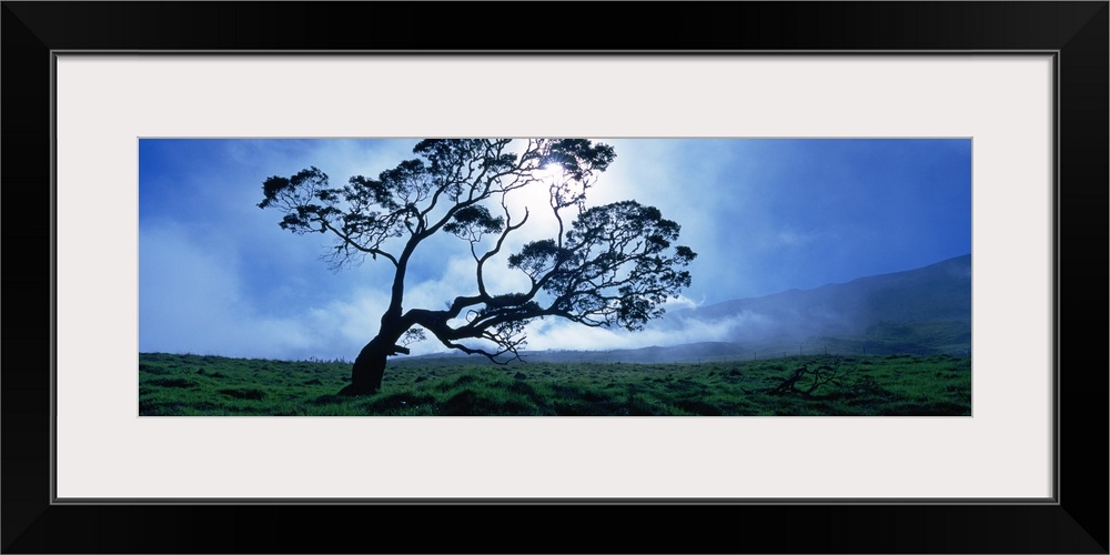 Koa tree on a landscape, Mauna Kea, Kamuela, Big Island, Hawaii