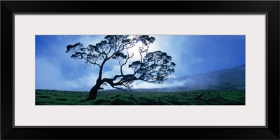 Koa tree on a landscape, Mauna Kea, Kamuela, Big Island, Hawaii