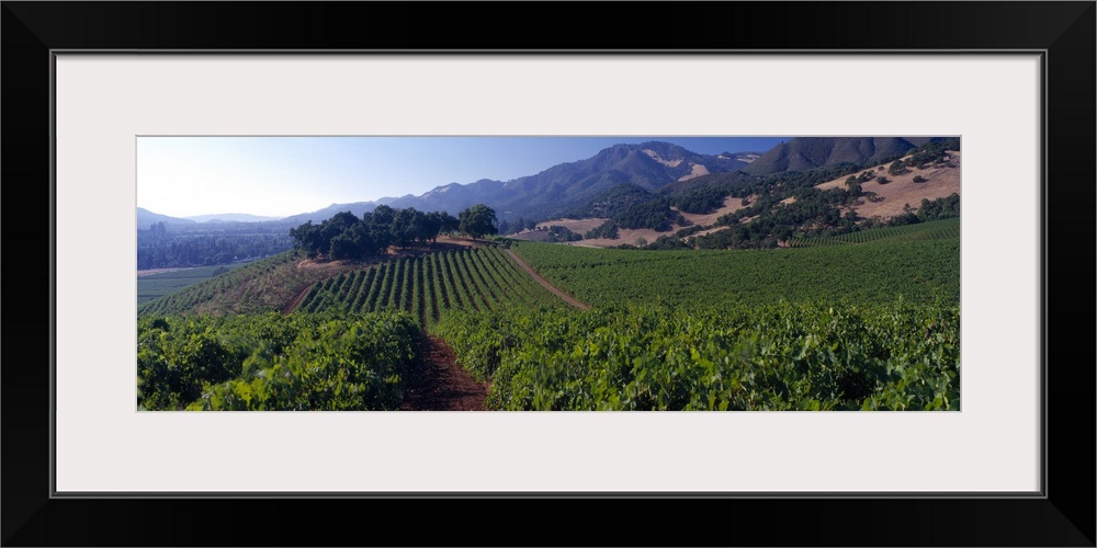 Long canvas of a vineyard with rolling hills in the distance.