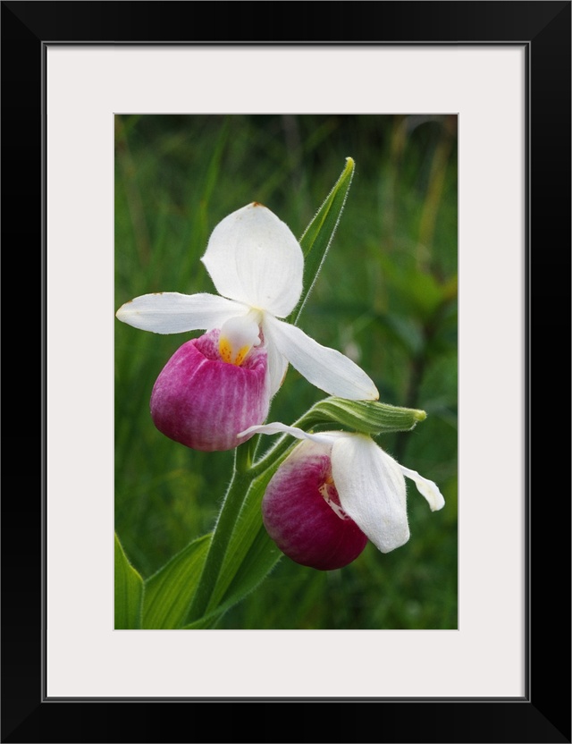 Close up photograph of two Lady Slipper orchids in bloom in Michigan.