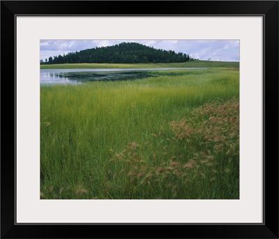 Lake surrounded by grass, Crescent Lake, White Mountains, Apache-Sitgreaves National Forest, Apache County, Arizona