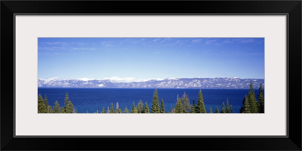 Giant, panoramic photograph looking over pine tree tops, onto the blue waters of Lake Tahoe in California.  Mountains cove...