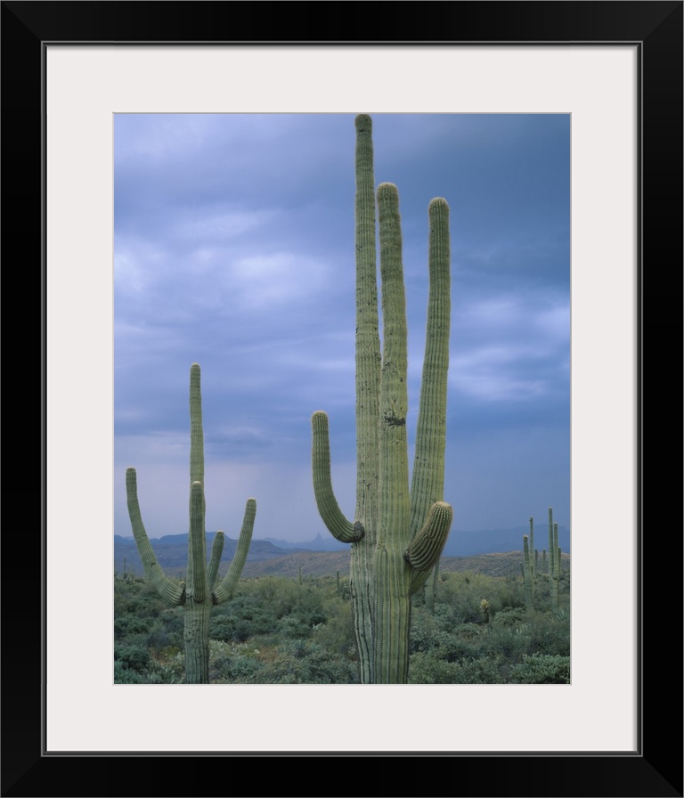 Large Saguaro Cactus in the Sonoran Desert, Tonto National Forest, Arizona