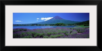 Lavender and Lake Kawaguchi Yamanashi Japan