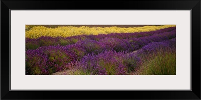 Lavender and Yellow Flower fields, Sequim, Washington