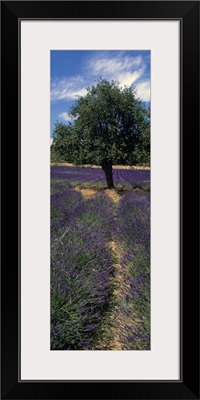 Lavender crop in a field, Provence, Provence Alpes Cote dAzur, France