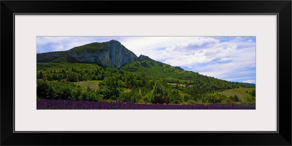 Lavender crop in a field, Provence, Provence Alpes Cote dAzur, France