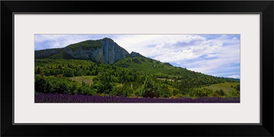 Lavender crop in a field, Provence, Provence Alpes Cote dAzur, France