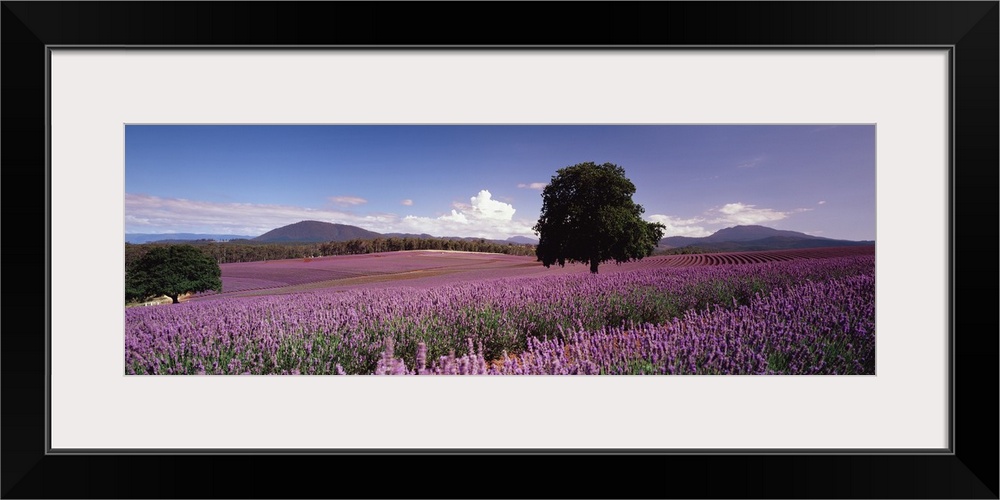 Big panoramic photo on canvas of a field of flowers with a tree in the middle of it and rolling hills in the distance.