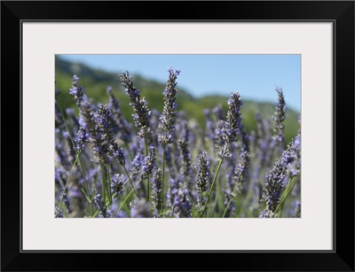 Lavender field, Abbaye De Senanque, Provence Alpes Cote dAzur, France