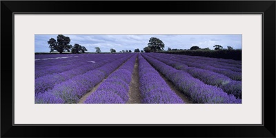 Lavender field, Faulkland, Somerset, England