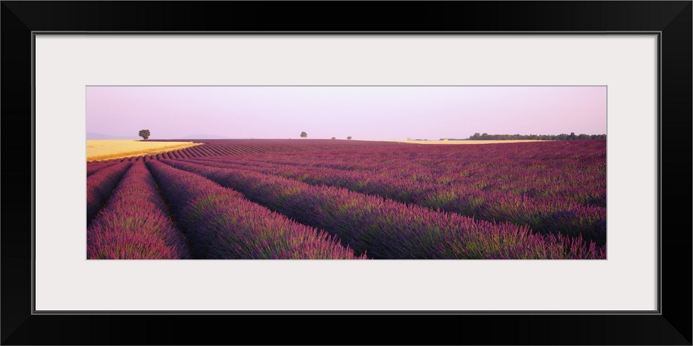 Lavender Field France