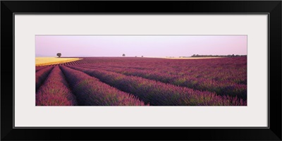 Lavender Field France