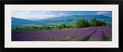 Lavender Field La Drome Provence France