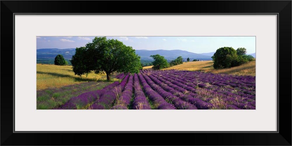 Panoramic photograph of colorful rows of plants on hillside with trees in the distance under a cloudy sky.