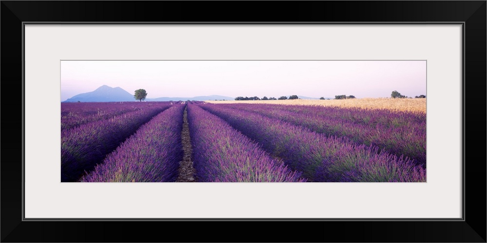 Lavender Field Plateau de Valensole France