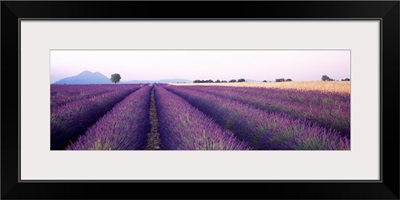 Lavender Field Plateau de Valensole France