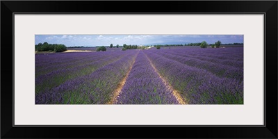 Lavender Field Provence France