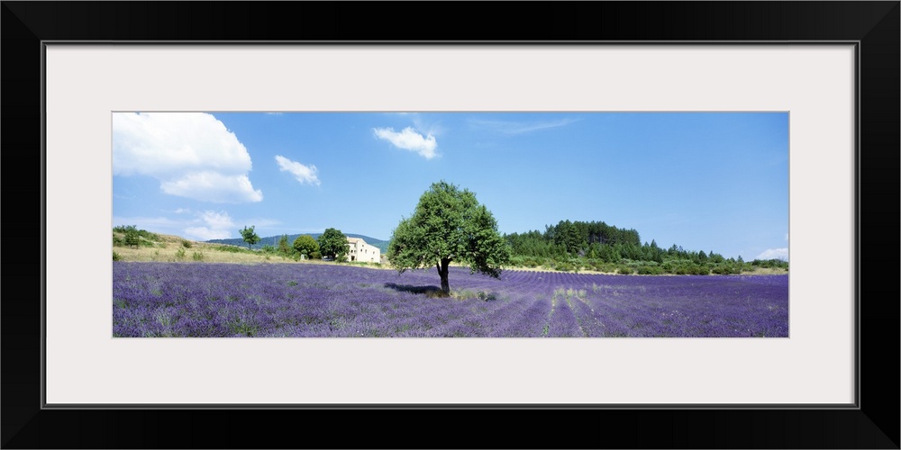 Lavender Field Provence France