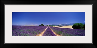 Lavender Field Provence France