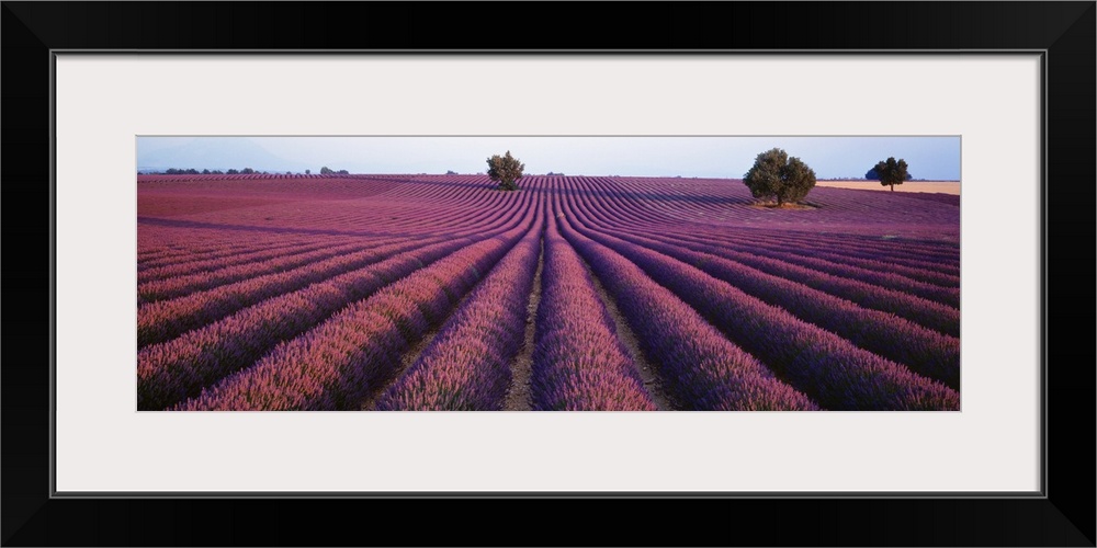 Panoramic photograph of rows of brightly colored blooming lavender flowers in Provence, France.